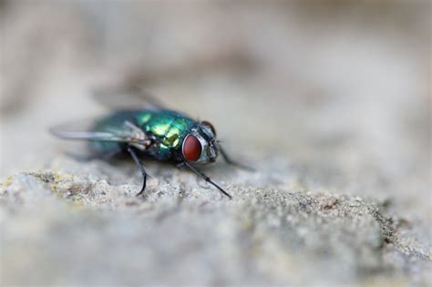 metallic green flies my house|are green flies dangerous.